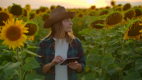 A-young-girl-walks-across-the-field-with-sunflowers-and-examines-them.-She-writes-their-characteristics-to-an-e-book.